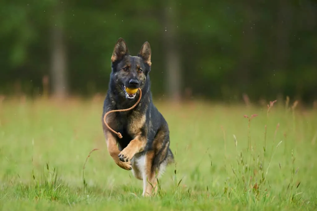 GSD running with toy