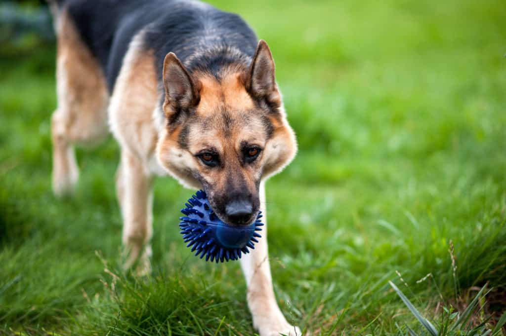 GSD with blue toy