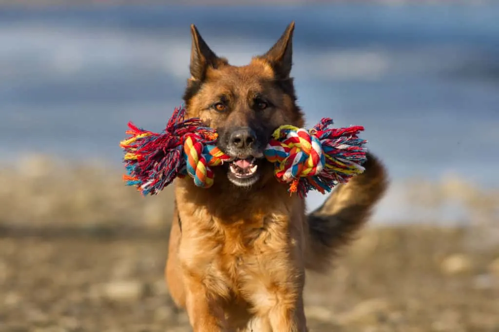 GSD running with colorful toy