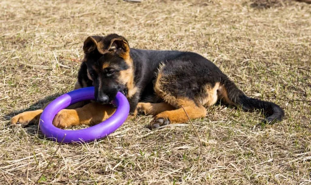 GSD puppy with toy rubber ring