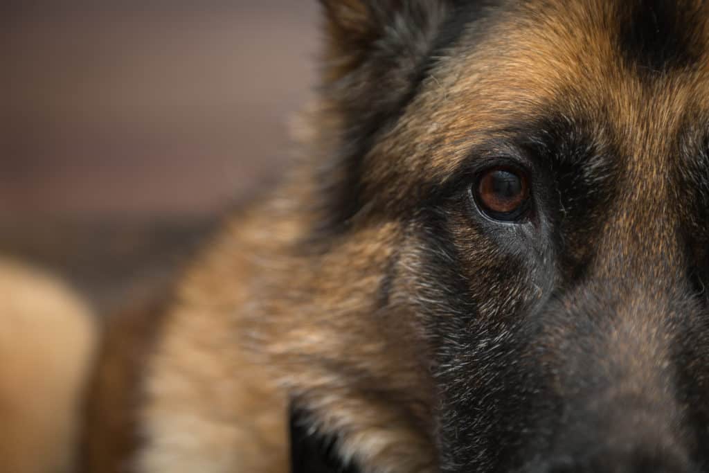 GSD eye