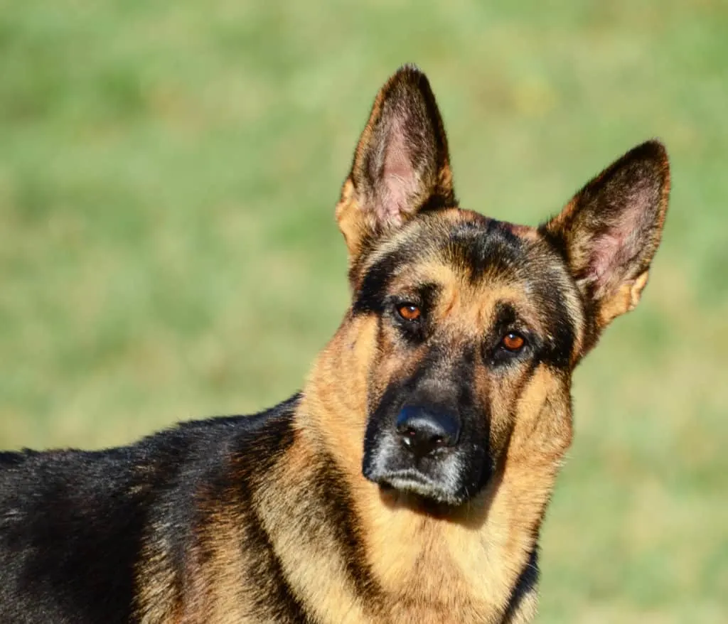 GSD looking