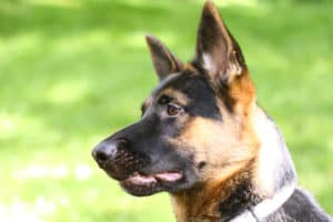 Are German Shepherds Good With Kids? – The German Shepherder