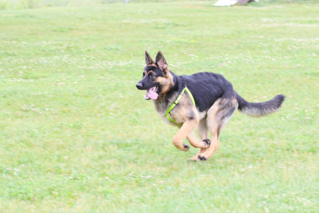 running GSD