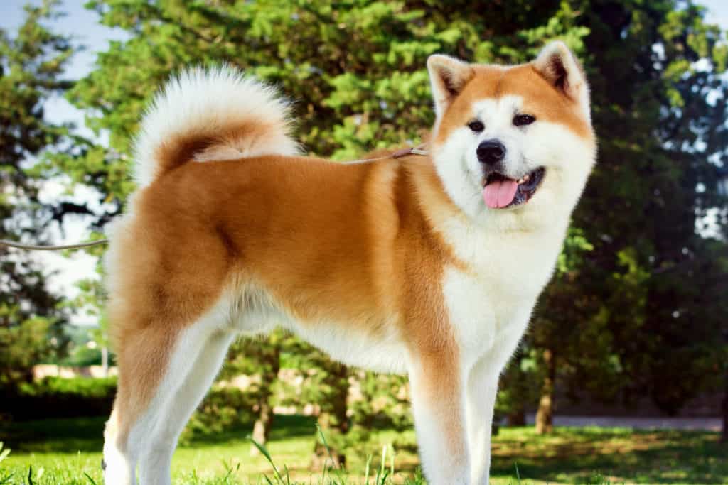 akita standing looking