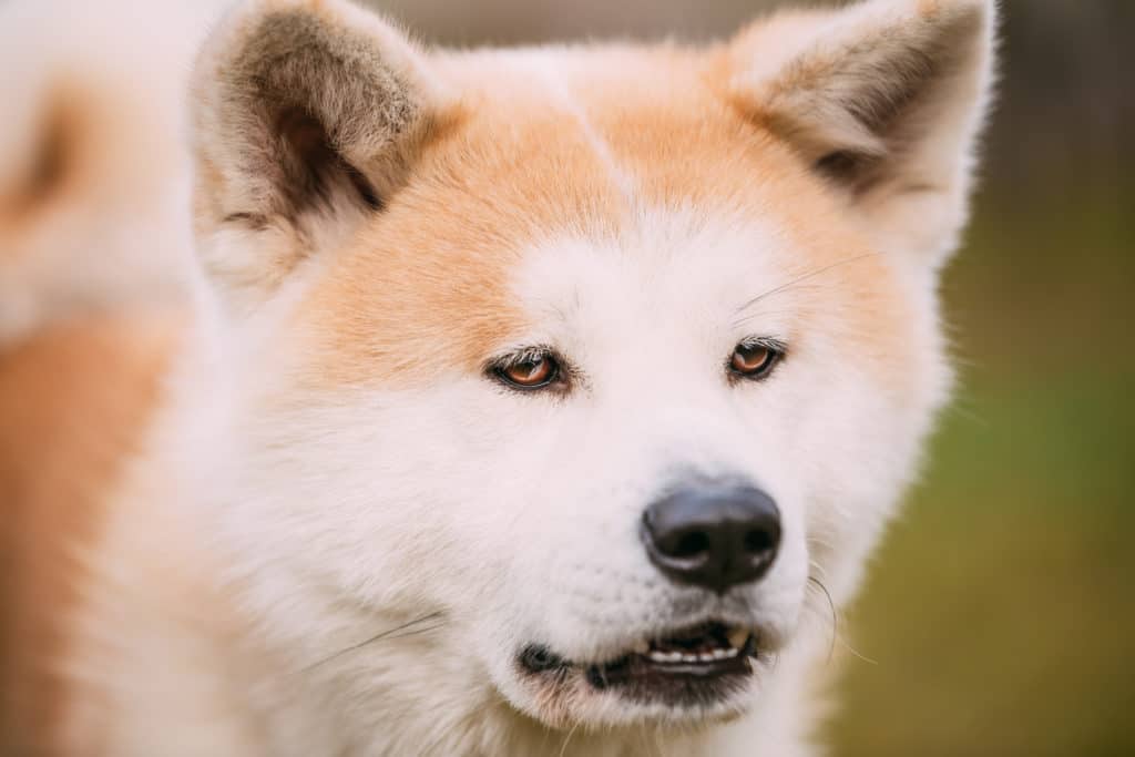 akita showing teeth