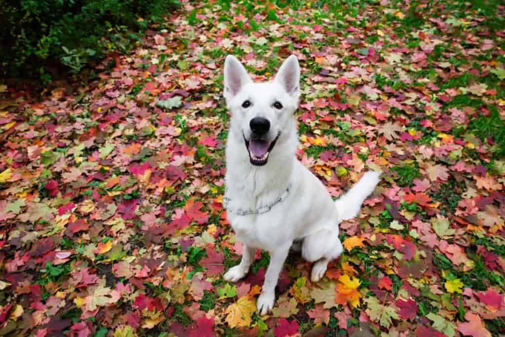 white gsd smiling