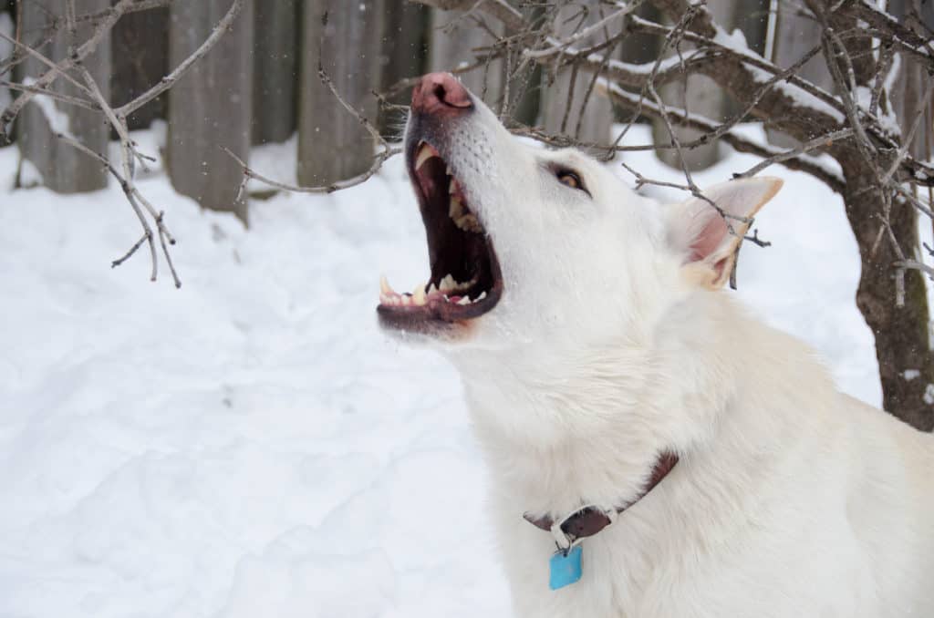 barking white gsd