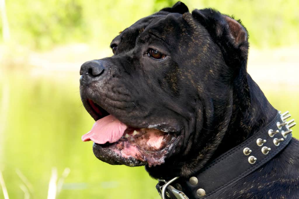 cane corso looking