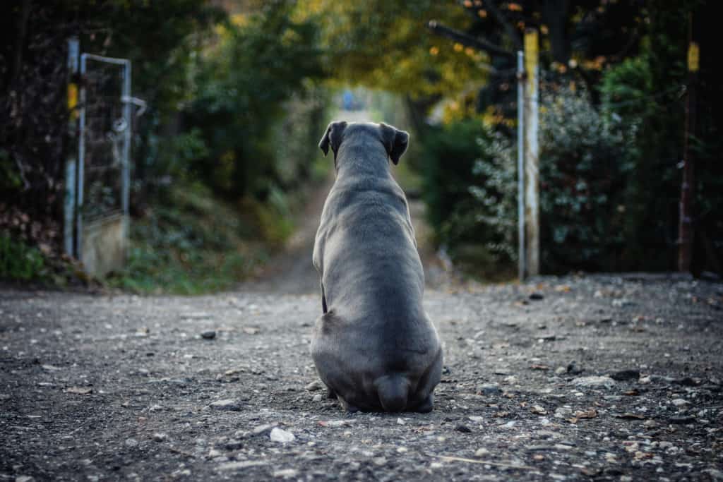 cane corso on gravel