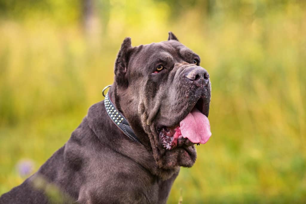 cane corso looking