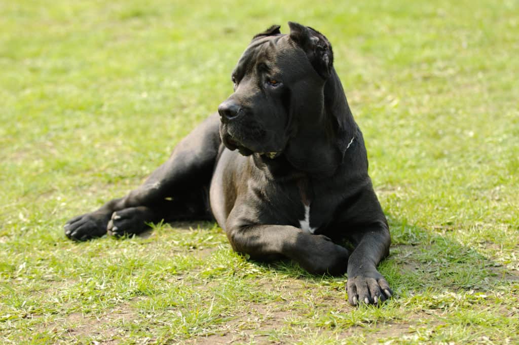 cane corso sitting on grass