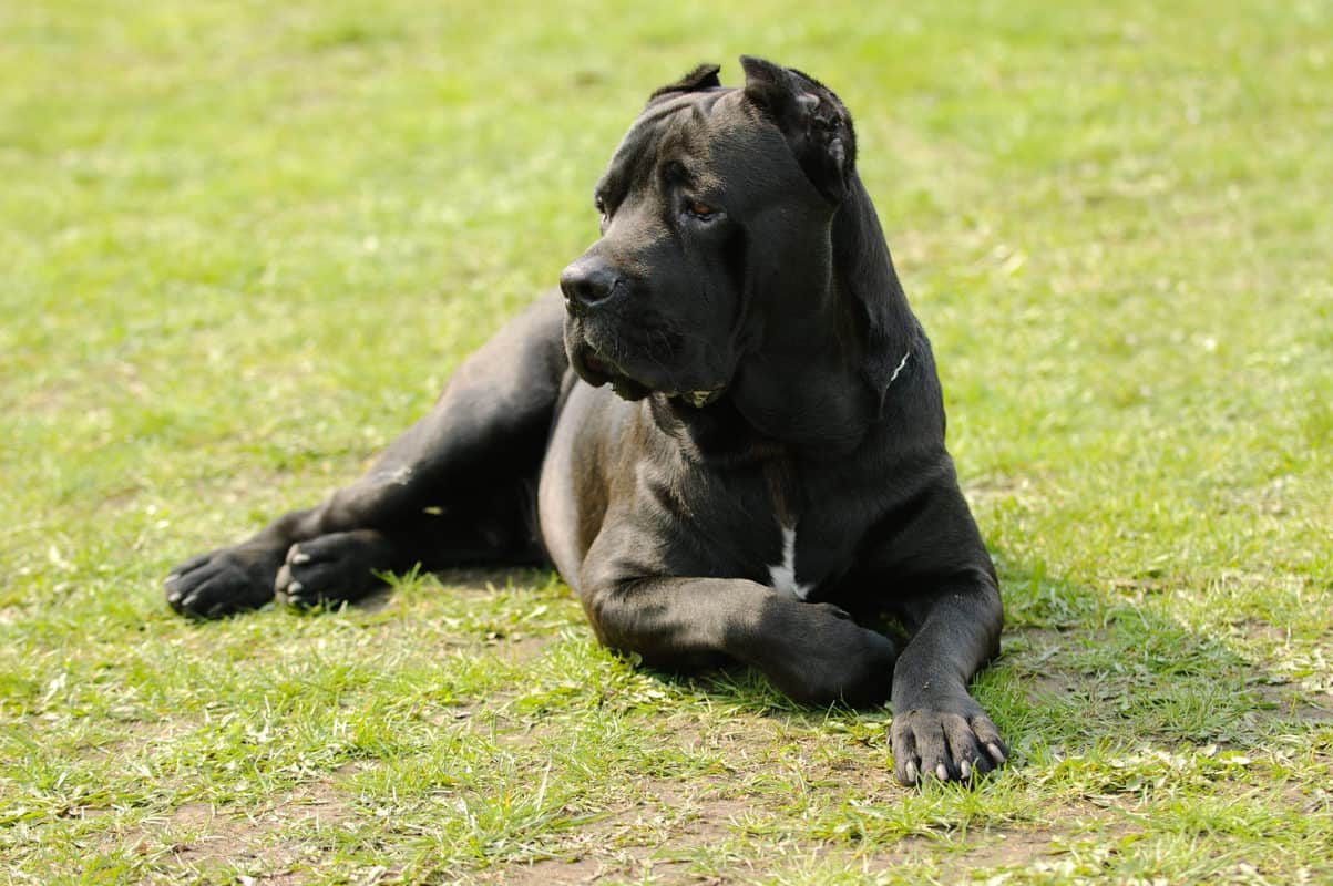 Top 5 Best Guard Dogs to Protect Your Home and Family – The German ...