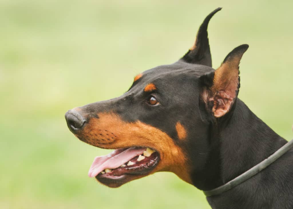 doberman looking