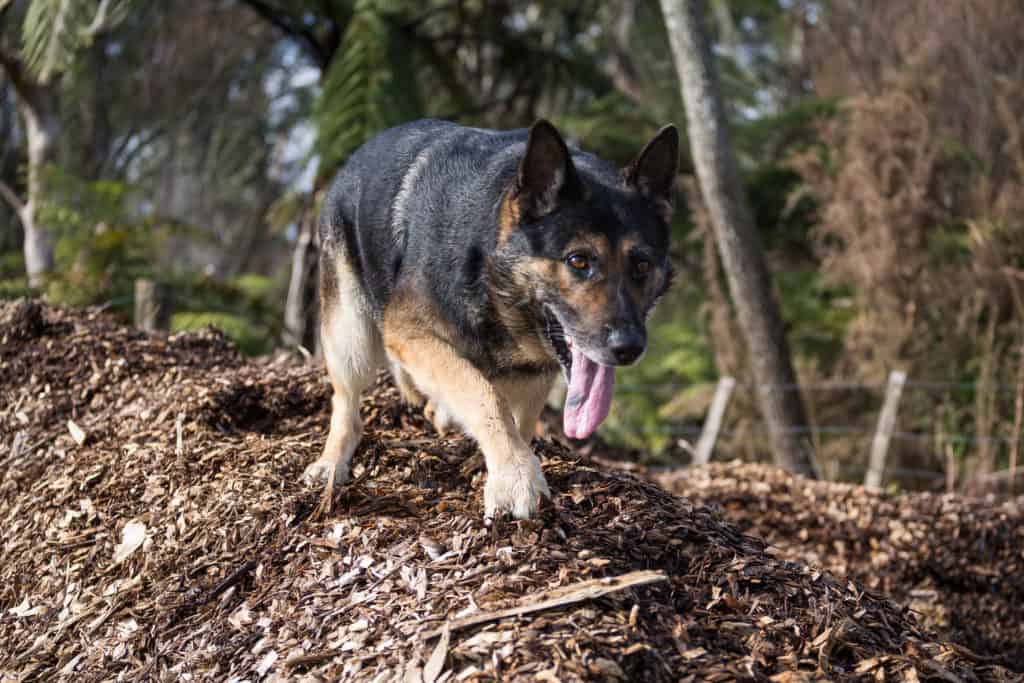 fat GSD walking in the woods