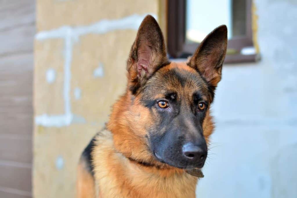 Top 5 Best Guard Dogs To Protect Your Home And Family The German Shepherder