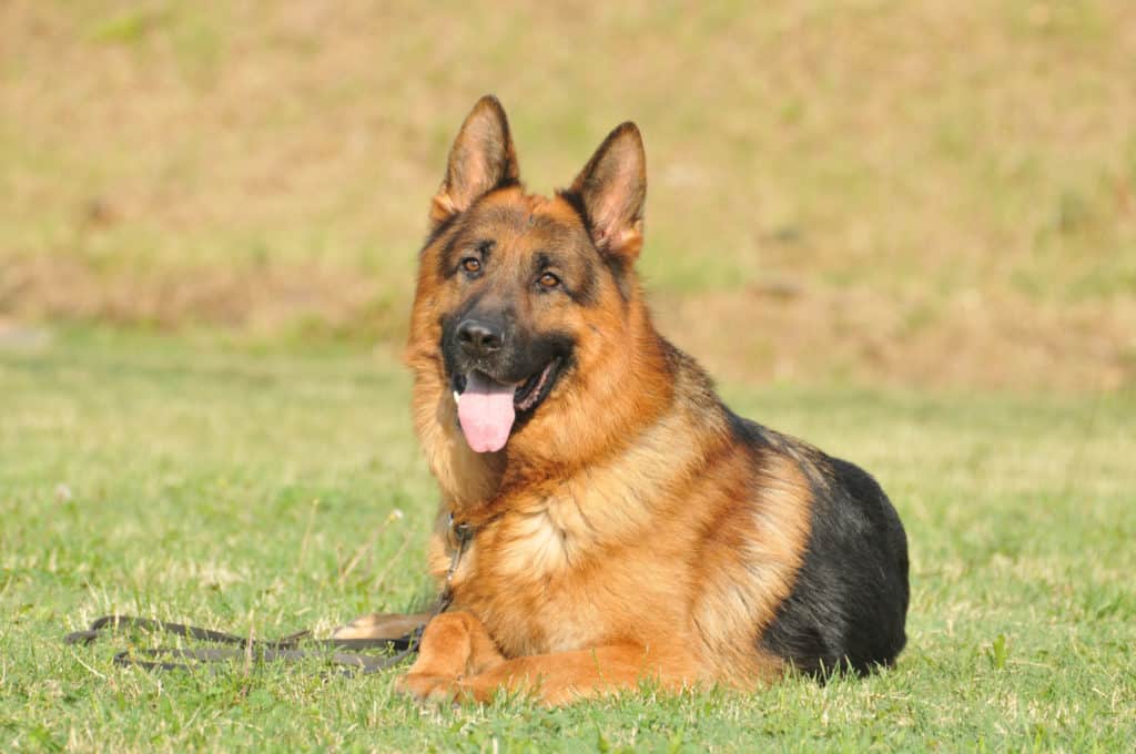 gsd on grass