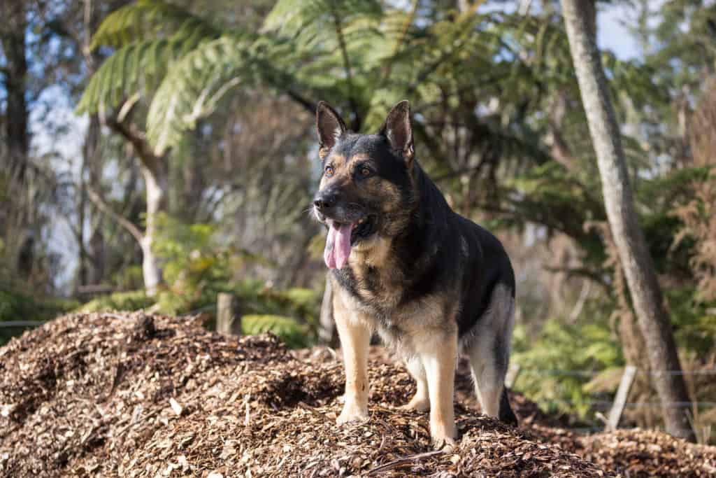 overweight GSD