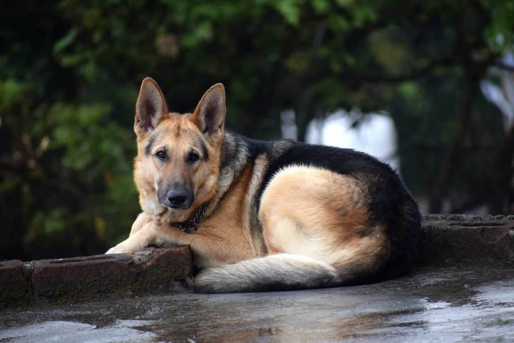 sitting GSD