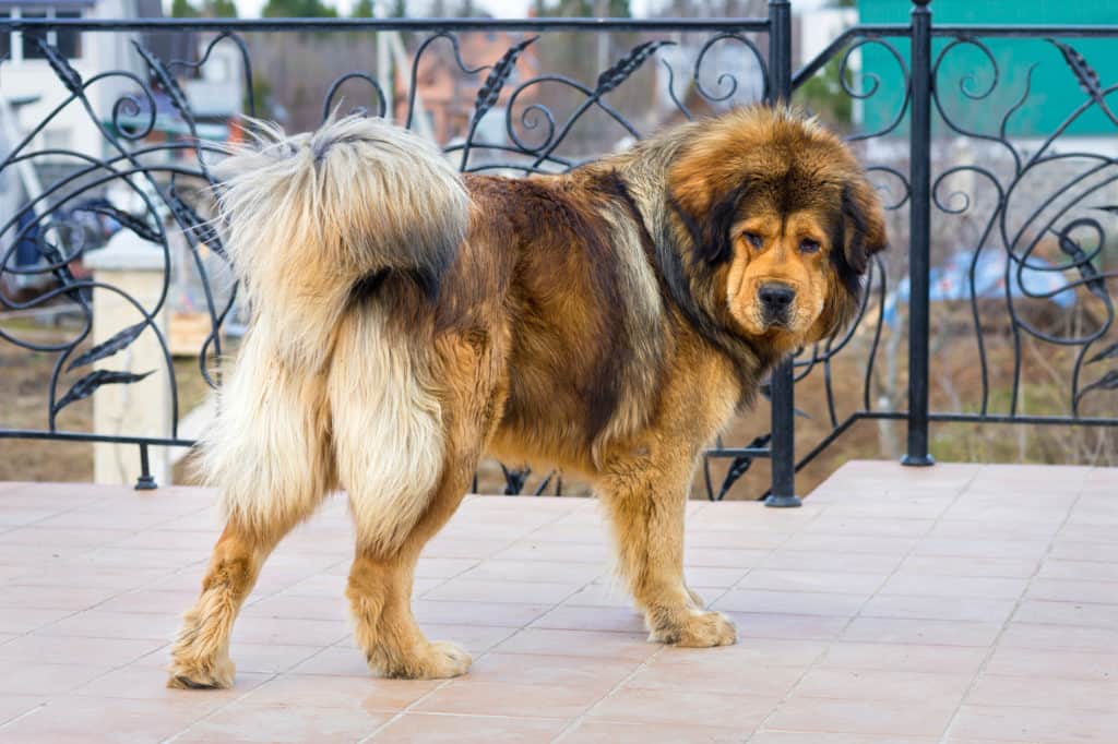 tibetan mastiff looking