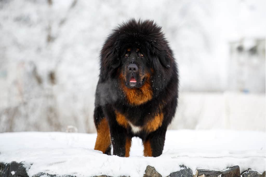 tibetan mastiff in snow
