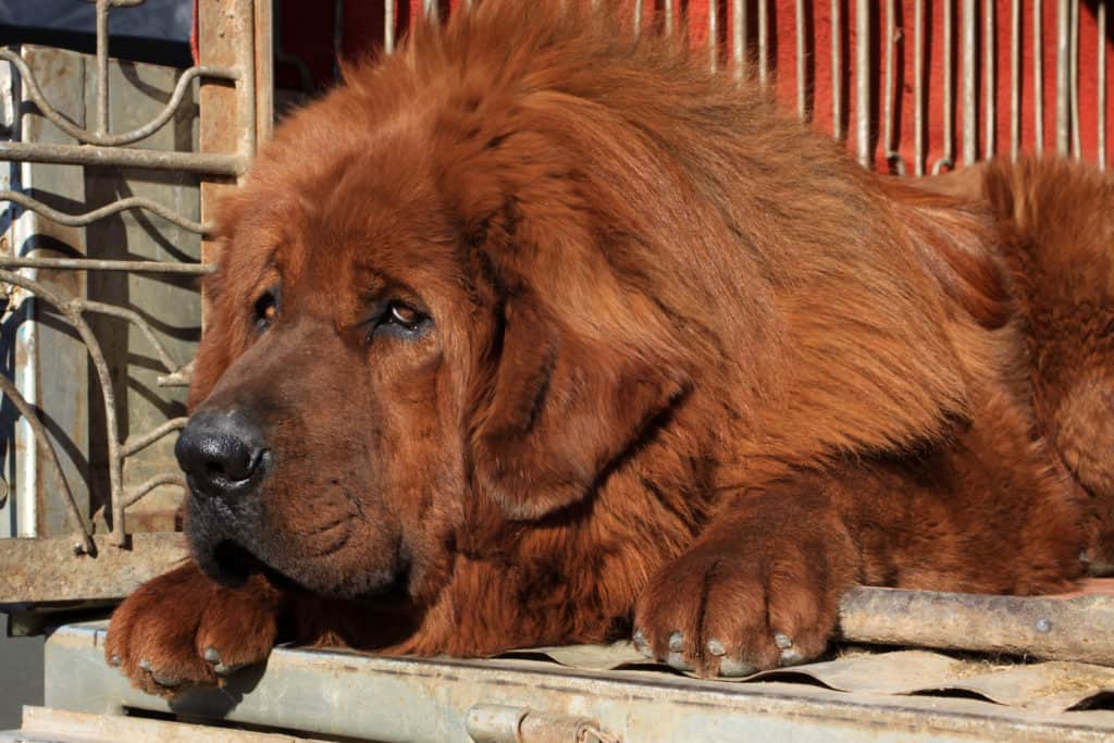 tibetan mastiff on porch