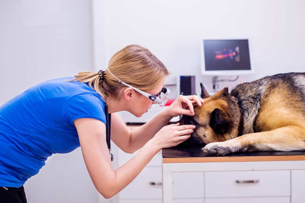 GSD at vet