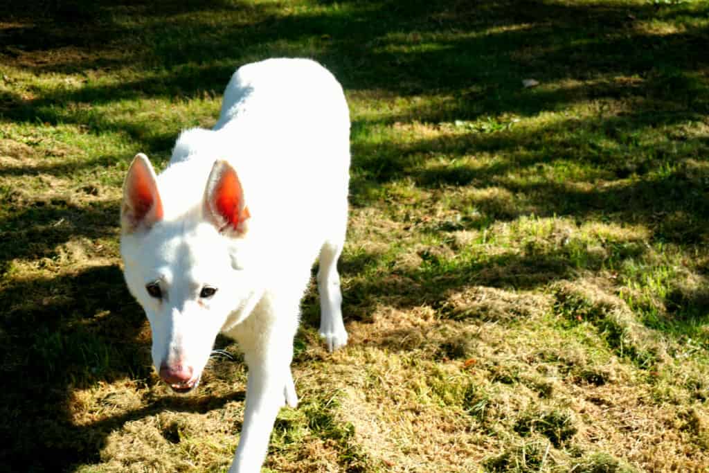 white gsd in grass