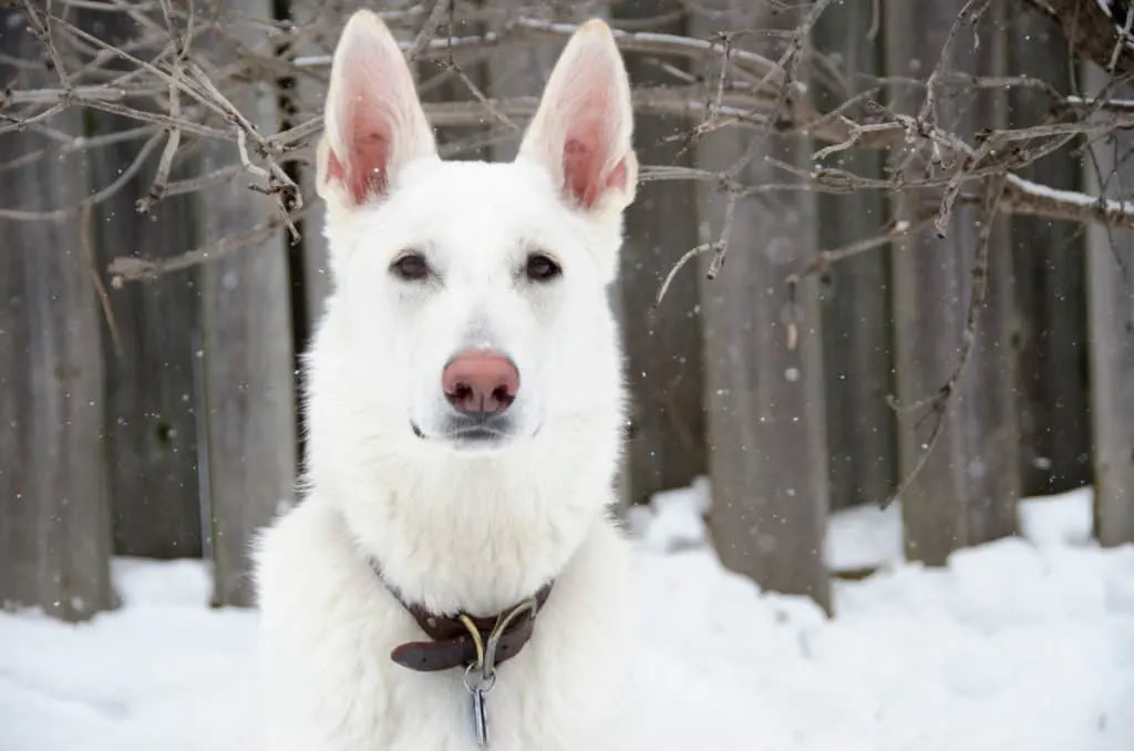 white gsd in snow