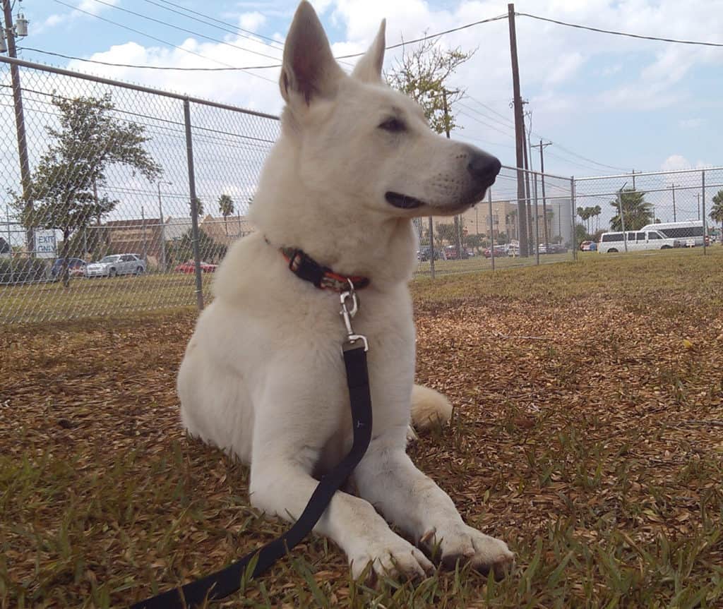 white gsd leash