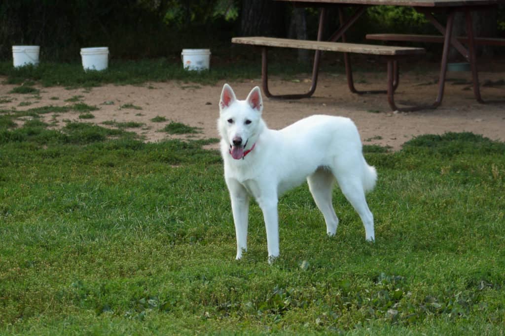 white gsd stance