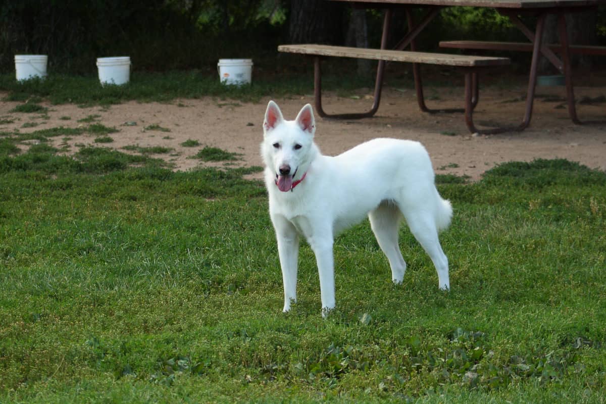 The White German Shepherd: A Complete Breed Guide - The German Shepherder