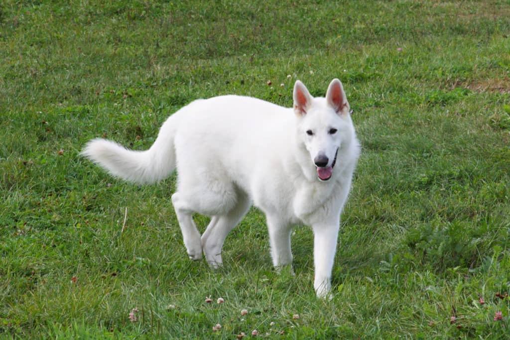 white german shepherd wolf hybrid