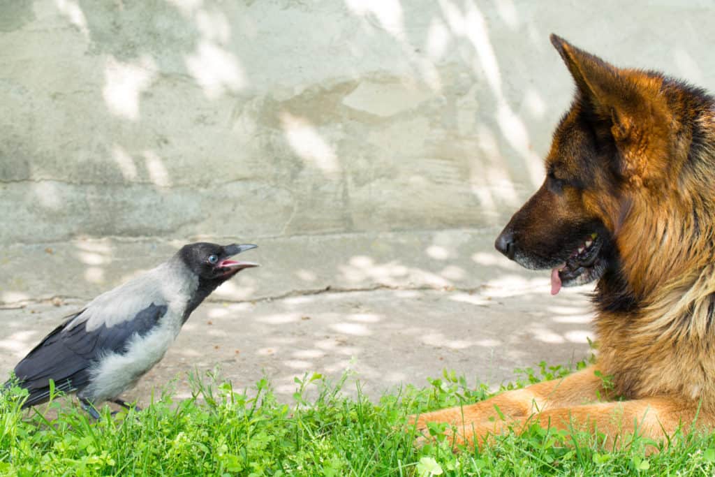 gsd and crow