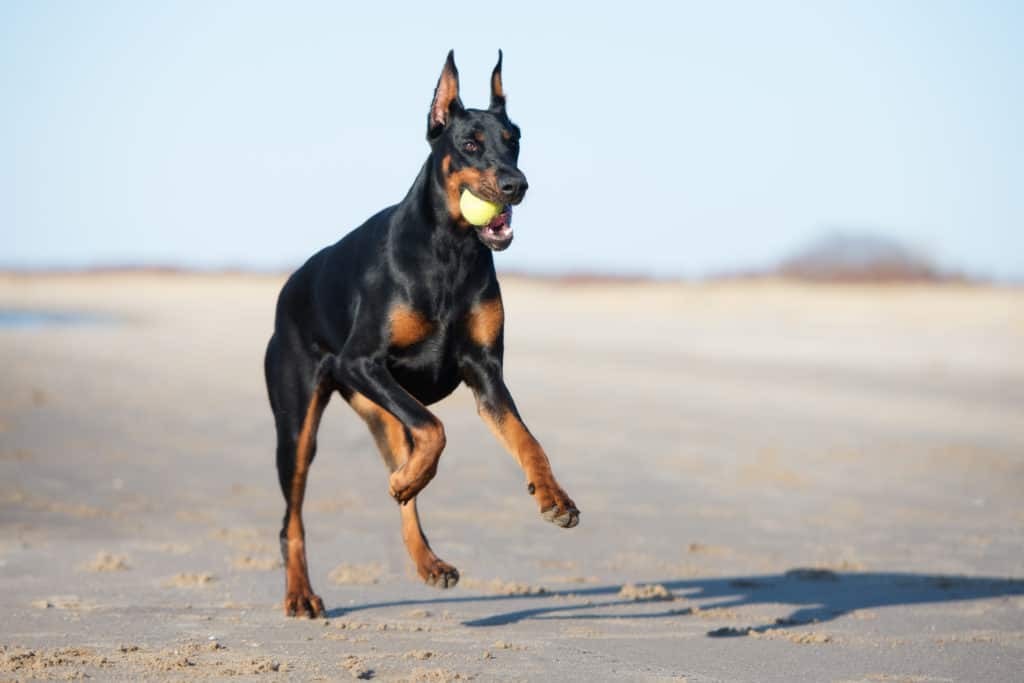 doberman with ball