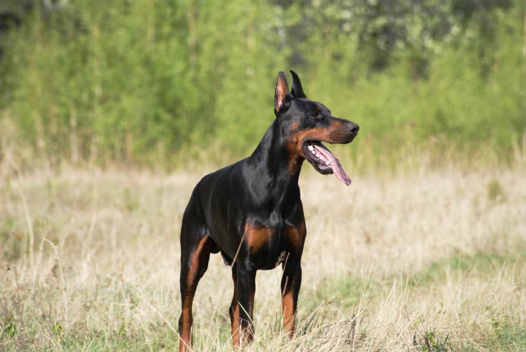 doberman in grass