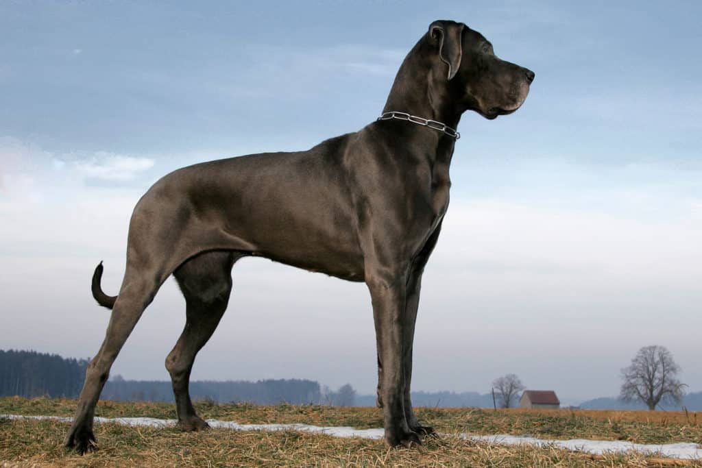 great dane