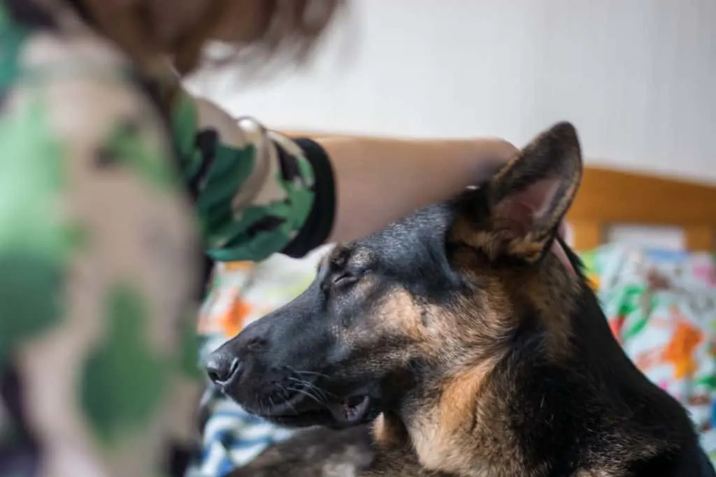 GSD being petted