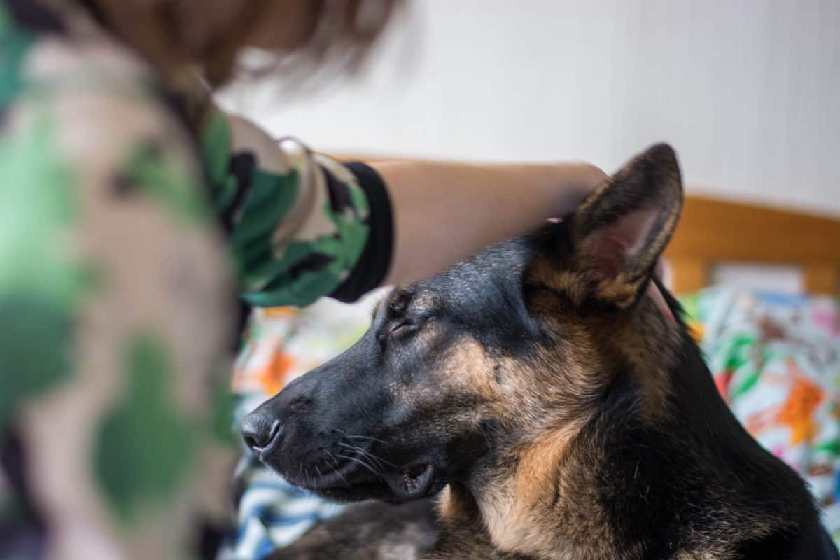 The Best Grooming Products for Your German Shepherd The German Shepherder