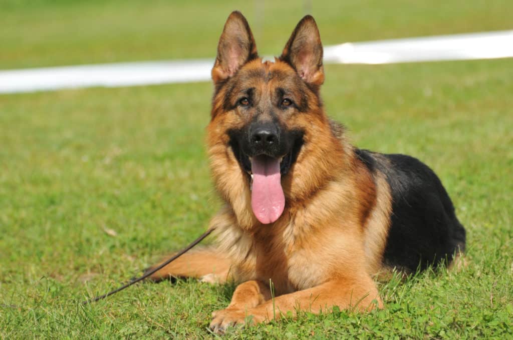 gsd on leash in grass