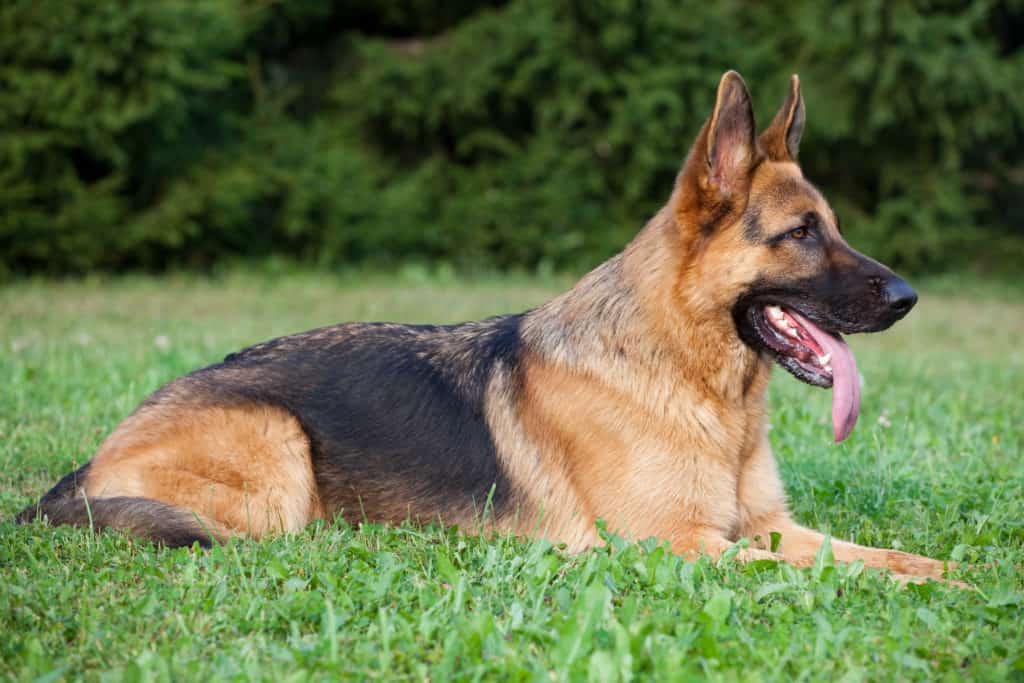 gsd lying in grass