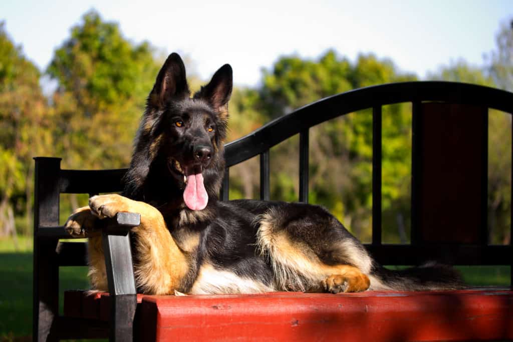 gsd on bench