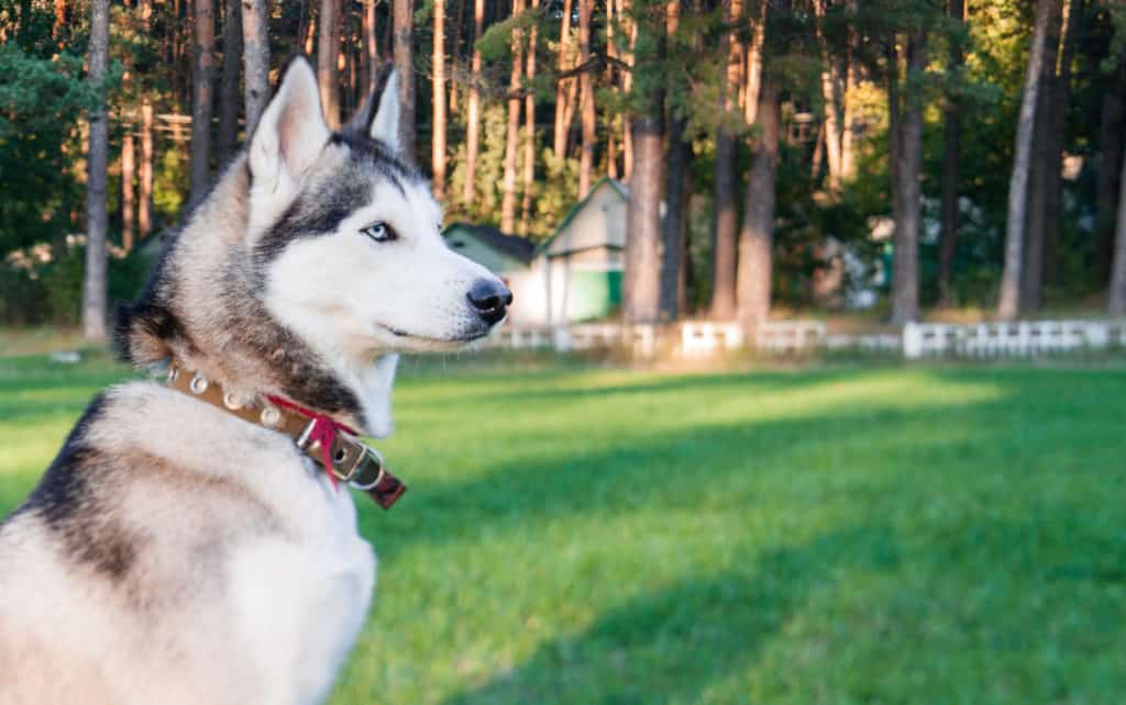 husky sitting