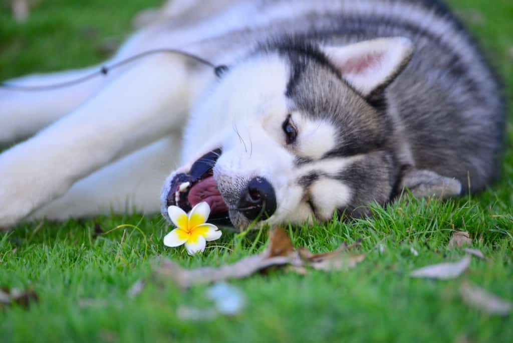 husky flower