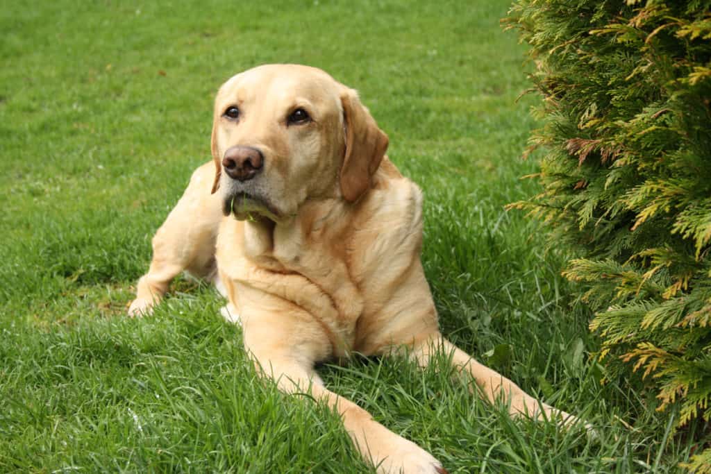 labrador in grass