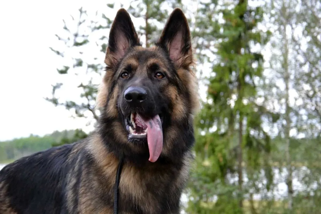 long hair GSD