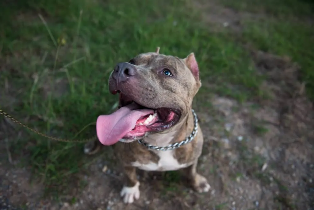 pit bull looking up