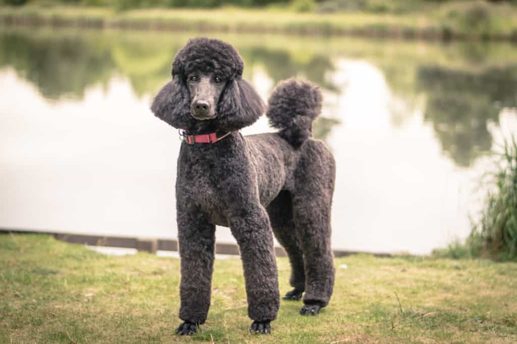 standard poodle