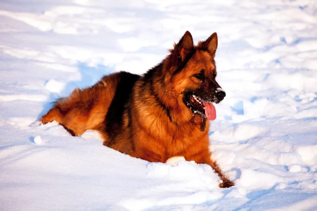 GSD in snow