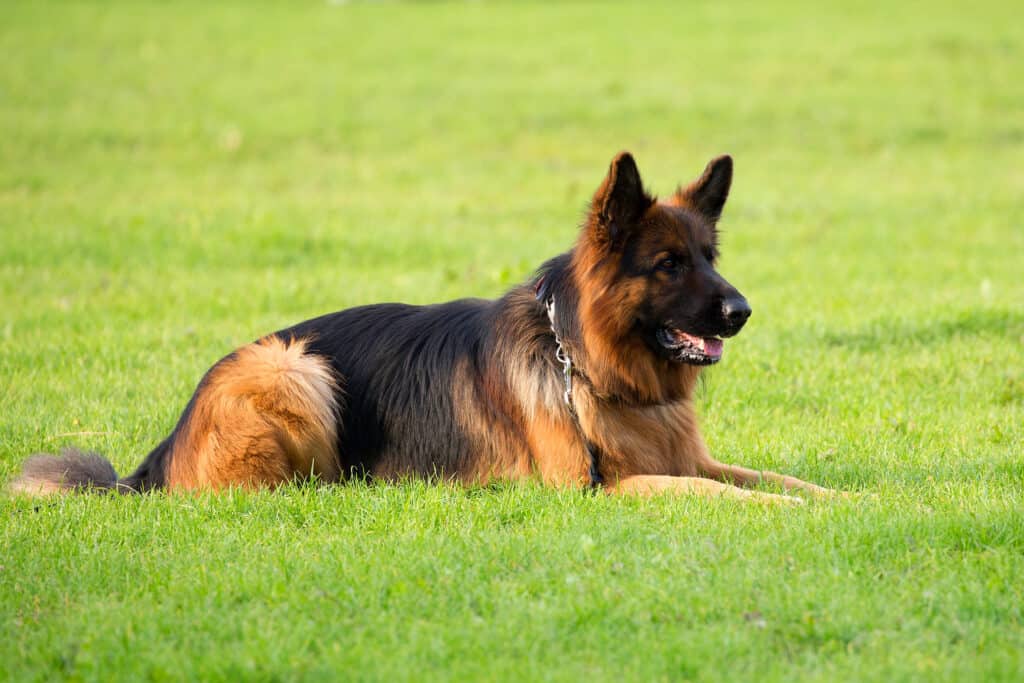 GSD in grass